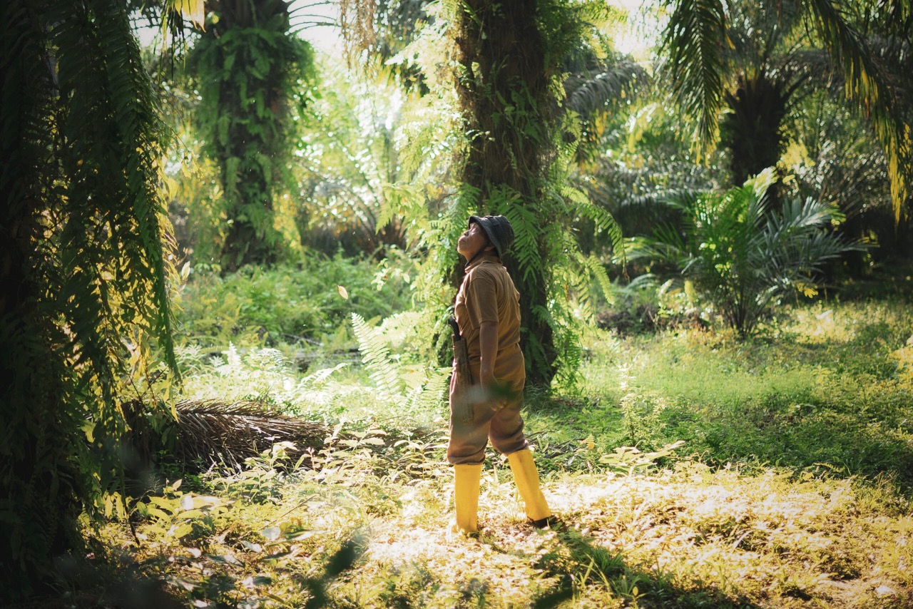 Palm Plantation